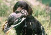 American Water Spaniel