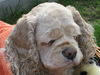 Amerikanischer Cockerspaniel, Mein Liebling,Die Sunny