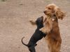 Amerikanischer Cockerspaniel, dancing dogs2