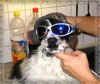 Amerikanischer Cockerspaniel, Bin ich nicht sch�n????