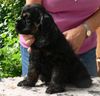 Amerikanischer Cockerspaniel, Nicky als er klein wahr