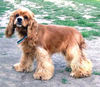 Amerikanischer Cockerspaniel, Cocker Spaniel