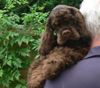 Amerikanischer Cockerspaniel, Nickys bruder Eddy