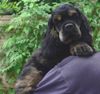 Amerikanischer Cockerspaniel, Das ist mein s��er nicky!!!