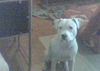 Amerikanischer Pit-Bullterrier, capo 8 monate jung