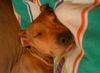 Amerikanischer Pit-Bullterrier, Heidi machen