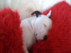 Amerikanischer Pit-Bullterrier, Ach, ist das Leben doch sch�n...