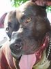Amerikanischer Pit-Bullterrier, Unser s�sser Shadow