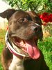 Amerikanischer Pit-Bullterrier, Shadow  7Jahre