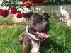 Amerikanischer Pit-Bullterrier, Shadow