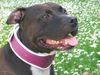 Amerikanischer Pit-Bullterrier, Shadow unser Supermodel