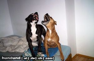 Amerikanischer Staffordshire-Terrier Lea und Hero