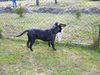 Amerikanischer Staffordshire-Terrier, Hero 