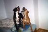Amerikanischer Staffordshire-Terrier, Lea und Hero