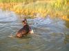 Amerikanischer Staffordshire-Terrier, Hero
