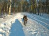 Amerikanischer Staffordshire-Terrier, Hero