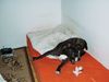 Amerikanischer Staffordshire-Terrier, Hero
