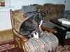 Amerikanischer Staffordshire-Terrier, Hero und Artur