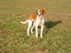Anglo-Francais de Petite V�nerie, Chachou /  Blanche et Rousse/ femelle