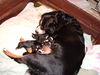 Appenzeller Sennenhund, N-Wurf Flora v.Larsenn  05.12.10