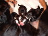 Appenzeller Sennenhund, N-Wurf Flora v.Larsenn  05.12.10
