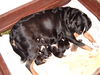 Appenzeller Sennenhund, N-Wurf Flora v.Larsenn  05.12.10