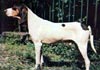 Arieg�ois
