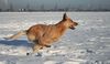 Australian Cattle Dog, Wild Desert Dingo's Challenger