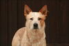 Australian Cattle Dog, Wild Desert Dingo's Challenger