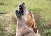 Australian Cattle Dog, Wild Desert Dingo's Challenger