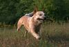 Australian Cattle Dog, Wild Desert Dingo\'s Challenger