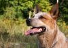, Wild Desert Dingo's Challenger