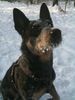 Australian Cattle Dog, Jack im Schnee