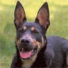 Australian Kelpie, Kelpie, Barb Australian Kelpie, Kelpie, Barb