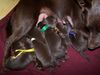 Australian Kelpie, Unsere Welpen sind da :-)