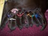 Australian Kelpie, Unsere 7 Zwerge, 3 Tage alt