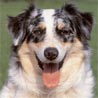Australian Shepherd Dog, Aussie Australian Shepherd Dog, Aussie