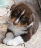 Australian Shepherd Dog, Darling's Yella - Bin ich nicht sch�n?