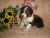 Australian Shepherd Dog, red Hot Dreamdate