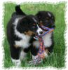 Australian Shepherd Dog, Sugar und Spencer, 12 Wochen alt, suchen noch eine tolle Familie! 