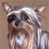 Australian Silky Terrier, Silky Terrier
