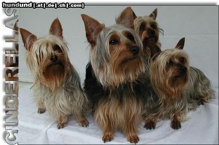 Australian Silky Terrier Silky Terrier