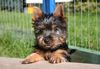 Australian Silky Terrier, Creekvalley Atreju 