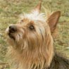 Australian Terrier, Australischer Terrier