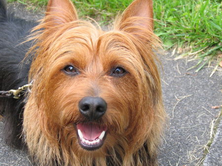 Australian Terrier Hunde Foto 39744 in höherer Auflösung ansehen Australian Terrier Bin ich nicht ein guter Hund?