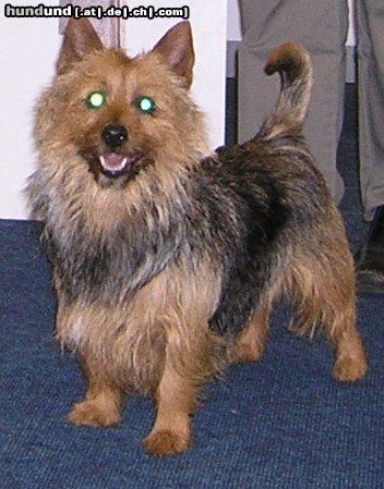 Australian Terrier Jungfer Josephin vom Zerbster Schlo�