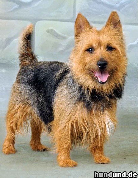 Australian Terrier Hunde Foto 47355 Australian Terrier Jugfer Josephine vom Zerbster Schloß