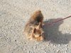 Australian Terrier, unsere Topsy