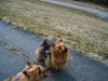 Australian Terrier, Toby und Sammy auf�m Deich