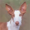 Balearen Laufhund, Podenco Ibicenco, Ca Eibisenc Balearen Laufhund, Podenco Ibicenco, Ca Eibisenc
